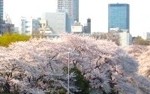お花見 & 新歓コンパ!