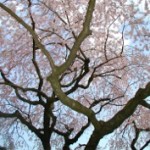 お花見 (2012.4 皇居外苑,千鳥ヶ淵)